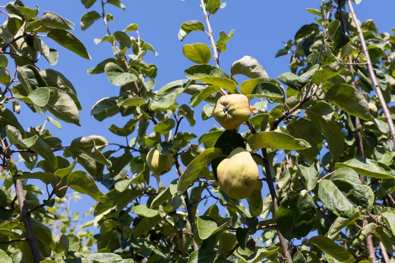 Agallis Corfu Residence Sokrákion Zewnętrze zdjęcie